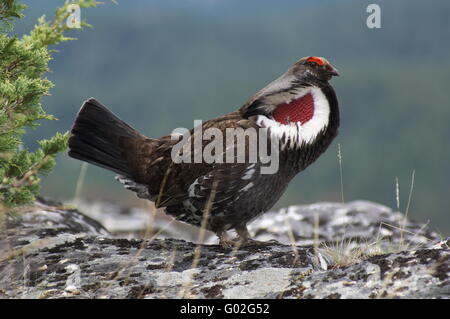 Männliche Blue Grouse Stockfoto