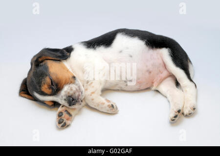 Süße Tricolor Beagle Welpen schlafen auf dem weißen Hintergrund Stockfoto