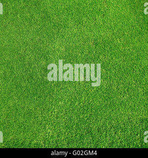 Schönen grünen Rasen Textur vom Golfplatz Stockfoto