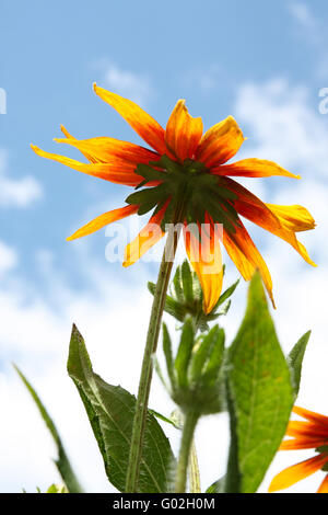 Sonnenblume auf dem Hintergrund des Himmels und der Wolken Stockfoto