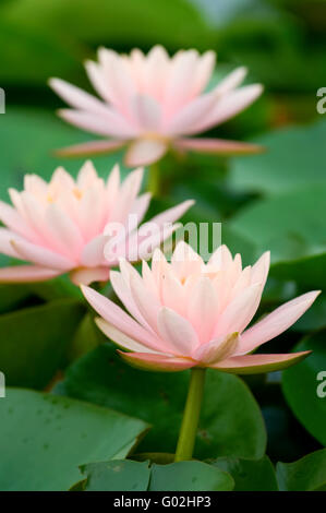 Die Nahaufnahme (Detail) von drei rosa Seerosen in Zeile Stockfoto