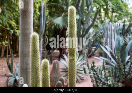 Details der Kakteen im Jardin Majorelle, berühmten Botanischen Garten in Marrakesch, Marokko. Stockfoto