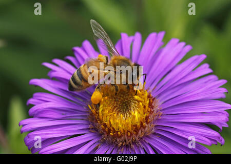 Honigbiene (Apis Mellifica) auf grobe Blatt Aster Stockfoto