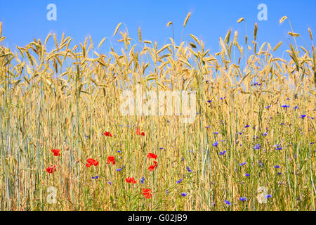 Roggen Mit Feldblumen, Roggen mit Feldblumen Stockfoto