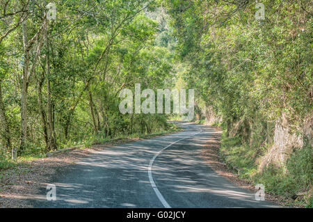 Die alte, kurvenreiche Straße über den Bloukrans Pass durch dichten Wald Stockfoto