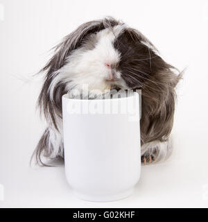 Meerschweinchen mit einer Tasse Stockfoto