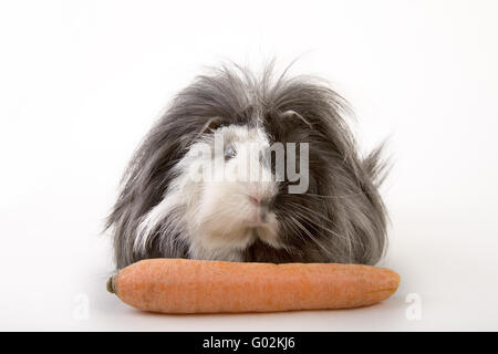 Meerschweinchen mit Karotte Stockfoto
