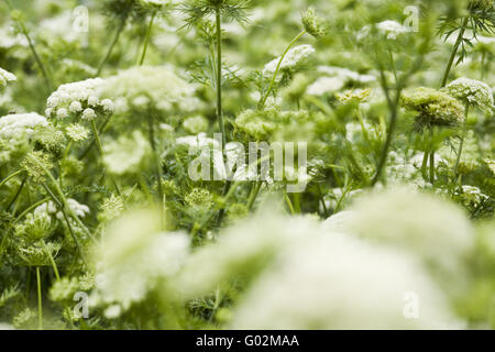 Blüten der Wilden Möhre (Peen) (Daucus Carota) Stockfoto