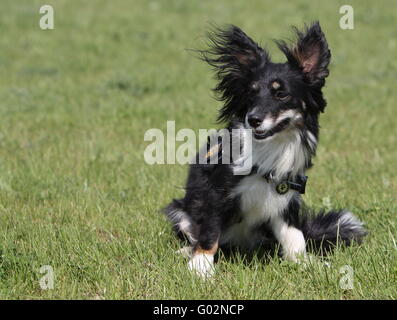 Dog Portrait Stockfoto