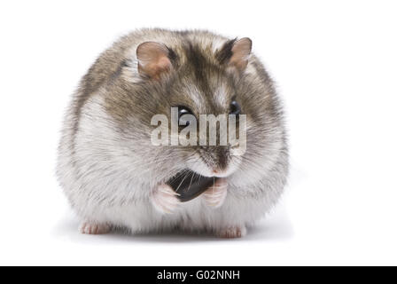 Makroaufnahme der kleine Zwerg Hamster Essen Sonnenblumenkerne Stockfoto