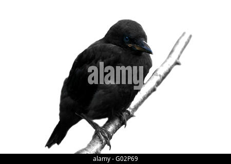 Crow Stockfoto
