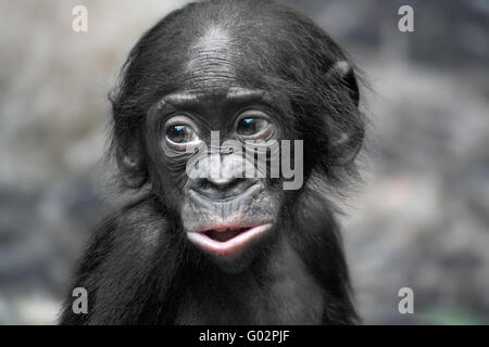 Pygmy Schimpanse Stockfoto