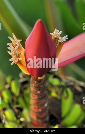 Blumen- und Fructescens indische Zwerg-Banane Stockfoto