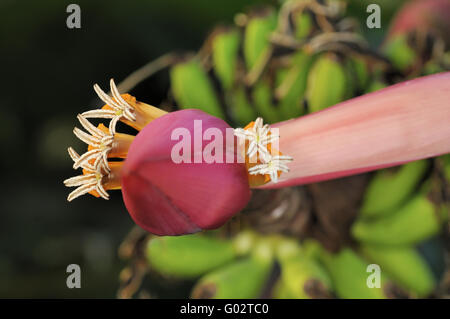 Blumen- und Fructescens indische Zwerg-Banane Stockfoto