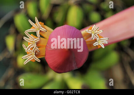 Blume des indischen Zwerg-Banane Stockfoto