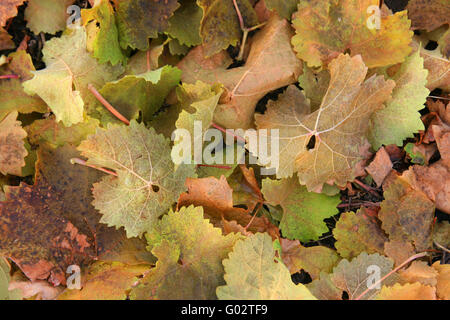 Wein Blätter im Herbst Stockfoto