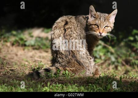 Wildkatze Stockfoto