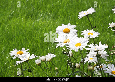 Großen weißen Ochsen-Auge Margeriten (Leucanthemum Vulgare) Wiese Stockfoto