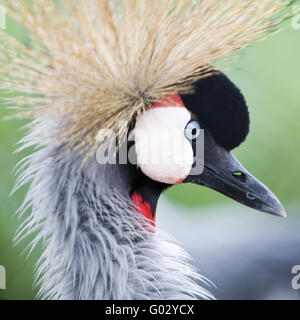 Grey gekrönter Kran (Balearica Regulorum Gibbericeps) Stockfoto