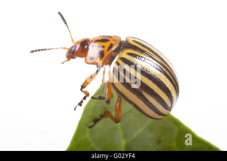 Kartoffelkäfer (Leptinotarsa Decemlineata) Stockfoto