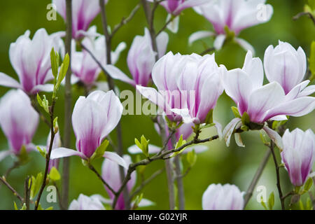 Magnolienblüten Stockfoto