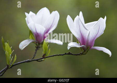 Magnolienblüten Stockfoto