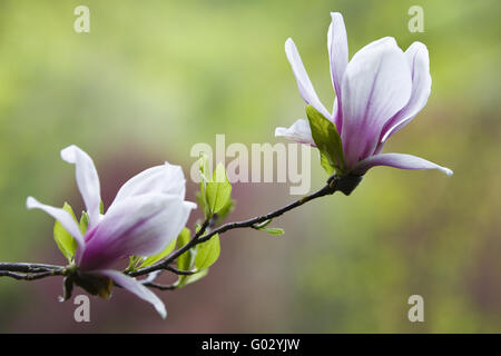 Magnolienblüten Stockfoto