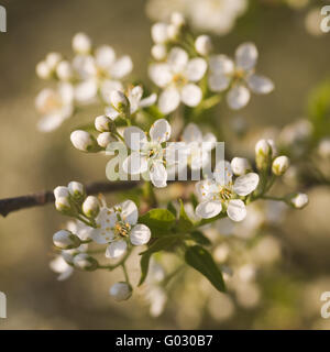 blühende Vogel Kirschbaum Stockfoto
