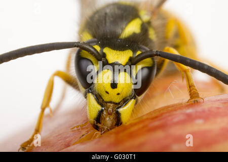 Vespula Germanica Oon einem einen Apfel Stockfoto