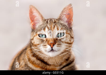 Alert junge weibliche Tabby Katze Stockfoto