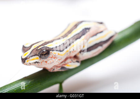 Bemalte Reed Frog Stockfoto