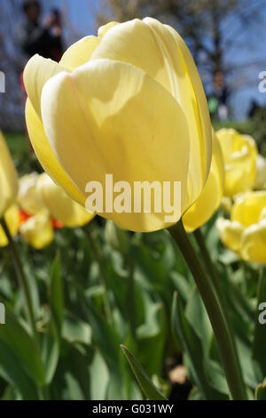 Nahaufnahme der Darwin Hybrid Tulpe "Creme Juwel." Stockfoto