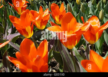 Fosteriana Tulpen (Kaiser), "Juan." Stockfoto