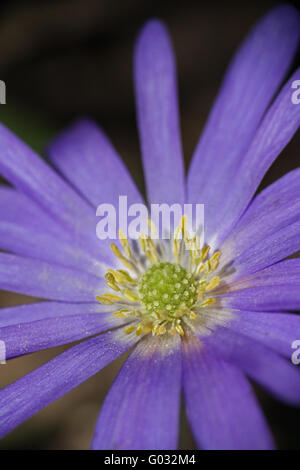 Anemone blanda Stockfoto