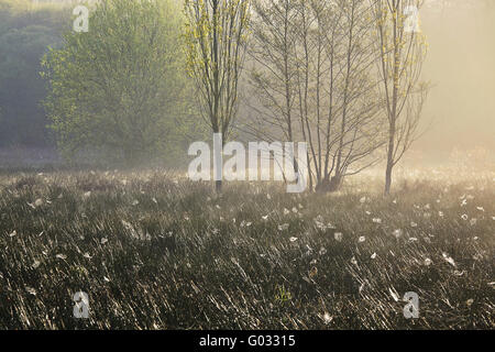 Wiese mit Spinnweben im Morgenlicht Stockfoto