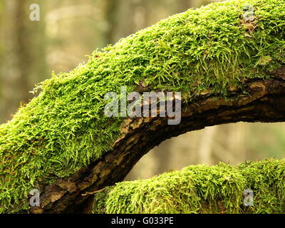 Oaktrunk mit Moos Stockfoto