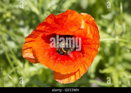 Mohn mit Hummel Stockfoto