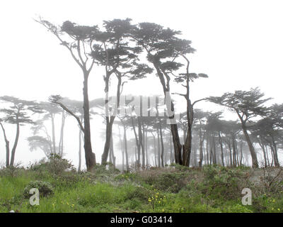 Bäume im Nebel Stockfoto