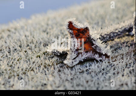 einzelnes Blatt des wilden Weins auf einen kalten Winter mo Stockfoto