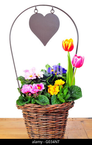 Herz-Korb mit Primeln und Frühlingsblumen Stockfoto