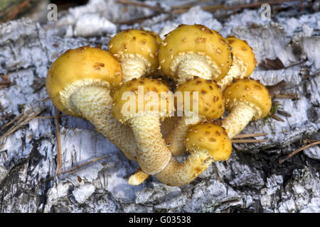 Gruppe der Pilze (Pholiota Aurivella), auf dem Stamm der Birke. Stockfoto