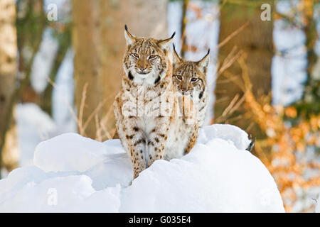 Luchs im Schnee Stockfoto