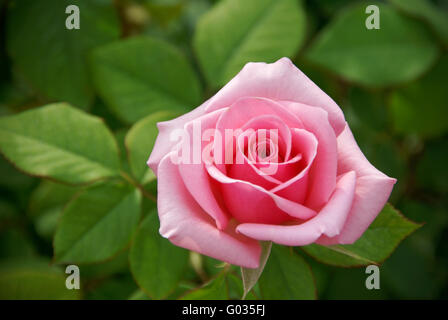 Rosa rose Stockfoto