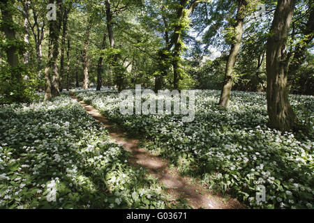 Forststraße und Bärlauch - Teutoburger Wald, Deutschland Stockfoto