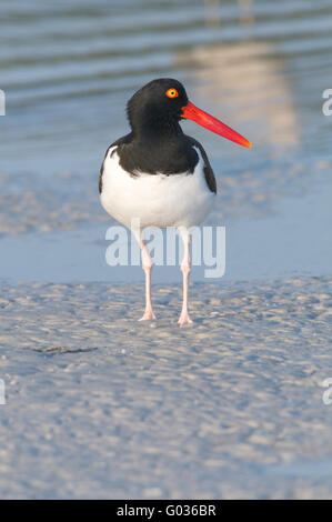 Amerikanischer Austernfischer auf grauen Strandsand Stockfoto