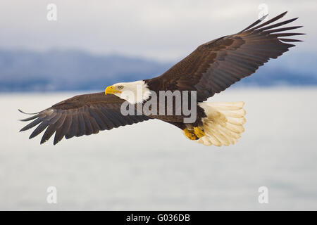 Alaskan kahle Adler über direkt Stockfoto