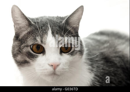 schwarze und weiße Katze vor einem weißen Hintergrund Stockfoto