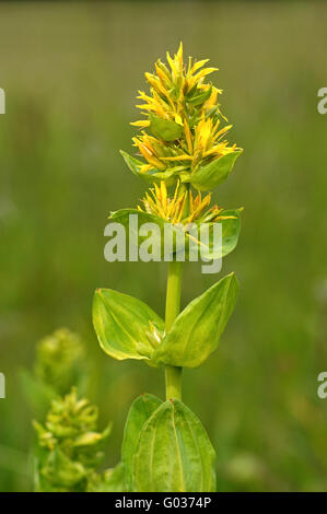 Große gelbe Gentiana Stockfoto