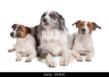 Zwei Jack Russel Terrier Hunde und ein Border-collie Stockfoto