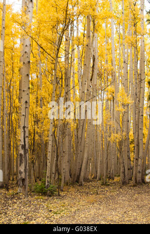 Stand der Aspen in den Bergen von Colorado Stockfoto